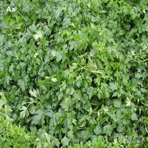 Продавам семена на български Магданоз, реколта 2025 г., снимка 4 - Разсади - 51084340