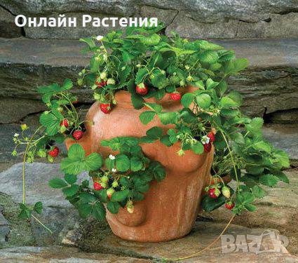 Разсад  ЯГОДА - Целогодишна и каскадна , снимка 5 - Градински цветя и растения - 27209005
