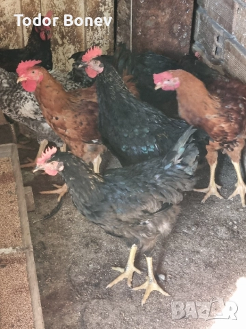 Продавам или разменям за ярки млади домашни петлета, снимка 3 - Кокошки и пуйки - 51544238
