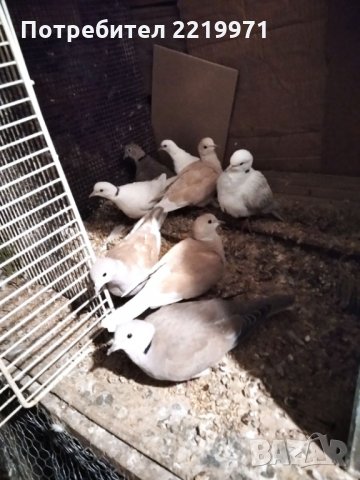 Продавам смеещи се гугутки, снимка 2 - Гълъби - 34615706