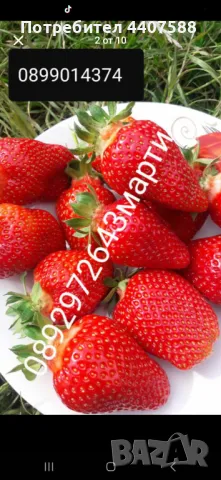 Расзад ягоди и малини , снимка 6 - Разсади - 49488622