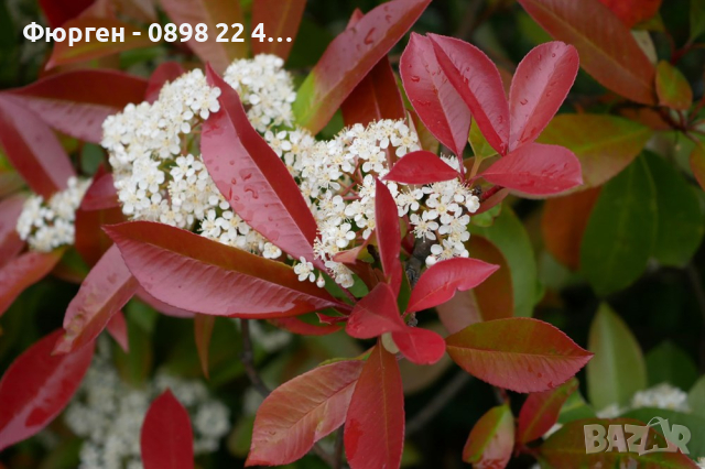 Фотиния - Photinia, снимка 9 - Други - 41432363