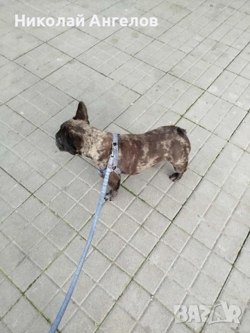 продава се женска от породата френски булдог