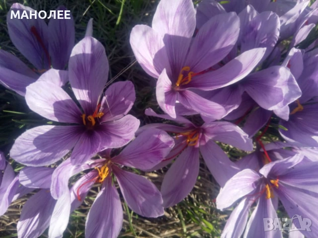 🪷🪷🪷Шафран🎁🌞👌, снимка 7 - Градински цветя и растения - 53496214