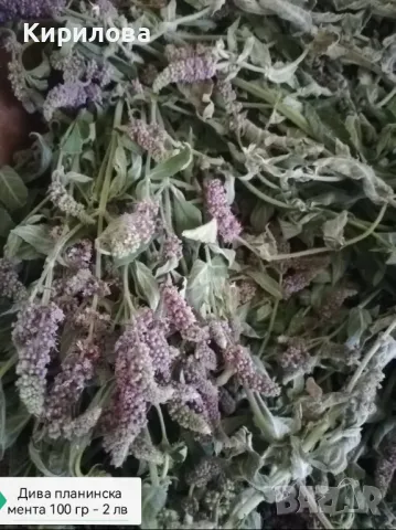 Билки риган, мащерка, мента, кантарион, еньовче, снимка 3 - Други - 50226198