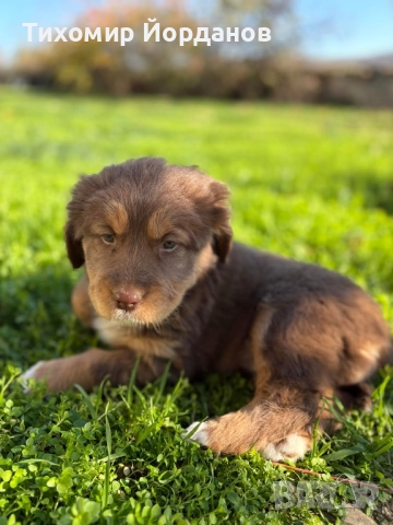 Българско овчарско куче , снимка 2 - Каракачанска овчарка - 52523805