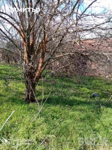 Парцел със стара постройка в с. Оряхово, общ. Любимец, снимка 7 - Парцели - 52052897