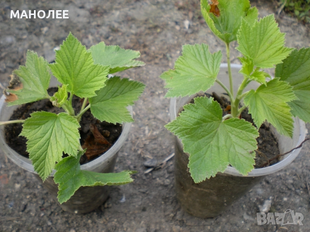 Касис-2 вида - плодно растение с най-много витамини., снимка 2 - Градински цветя и растения - 52038313