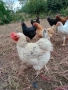 Кокошки, снимка 4