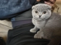 Продавам котета, снимка 1