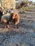 Продавам 3 овце със агнета , снимка 2