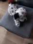плюшени играчки Нови , снимка 2