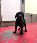 Лабрадор ретривър , снимка 4