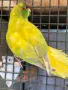 папагали на добри цени , снимка 6