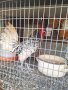зибраит , снимка 1 - Кокошки и пуйки - 44125229