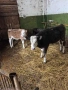 две женски телета , снимка 3