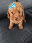 Мини/той пудел момиченце , снимка 2