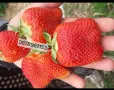 Разсад ягоди целогодишни , снимка 2