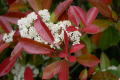 Фотиния - Photinia, снимка 9