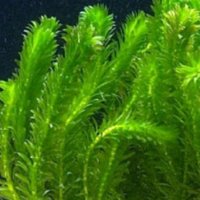 Egeria  elodea водна чума, снимка 1 - Други - 43105603