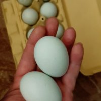 Разплодни яйца от сребриста Араукана , снимка 6 - други­ - 28548064