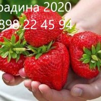 Ягода Максим - Strawberry Maxim Ягода гигант с прекрасен вкус и лесна за отглеждане, снимка 1 - Разсади - 39566676