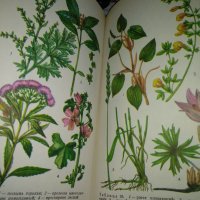 Определитель лесньх растений -В.И.Саугин, снимка 4 - Енциклопедии, справочници - 43447938