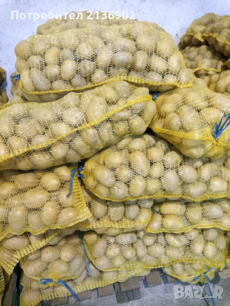 Картофи за консумация Сорая, снимка 1