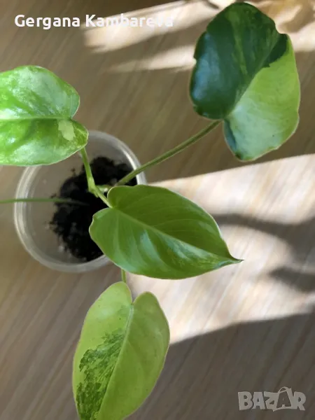 Philodendron Burle Marx Variegata , снимка 1