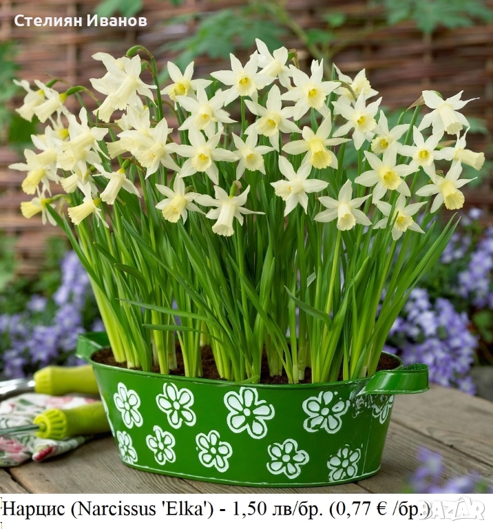 Нарцис (Narcissus 'Elka') - луковици, снимка 1