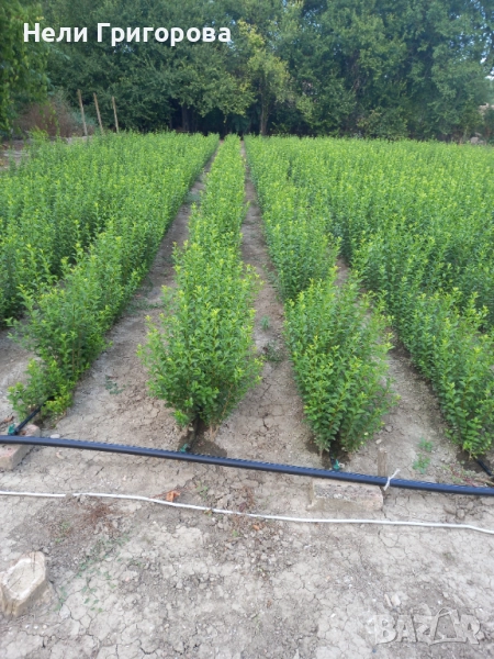 Лигуструм за жив плет, снимка 1