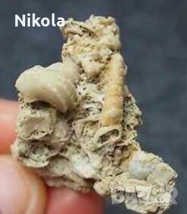 Фосили, снимка 1