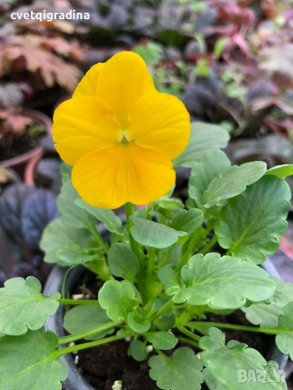 Мини теменужка жълта – Viola Mini Yellow, снимка 1