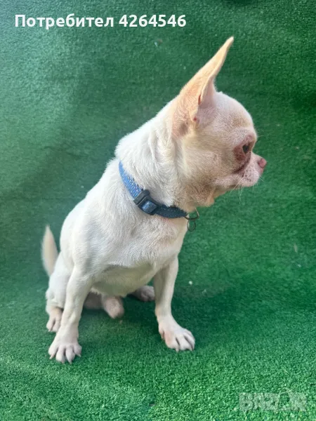 Мини момче  за разплод , снимка 1