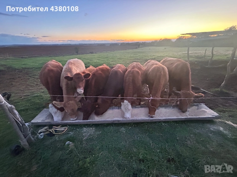 Телета 9женски 2мъжки само купно , снимка 1