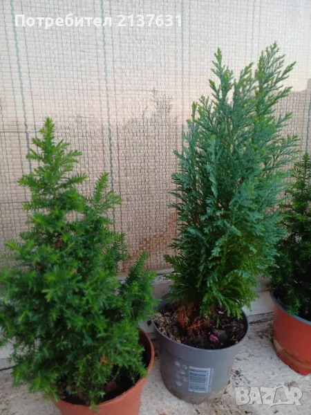  ТУЯ  , КИПАРИС  - 15 лв, снимка 1