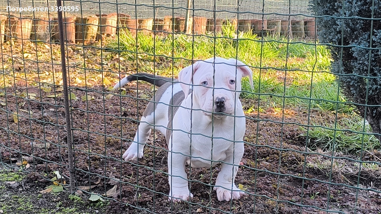 Американско Були Хл Момичета , снимка 1