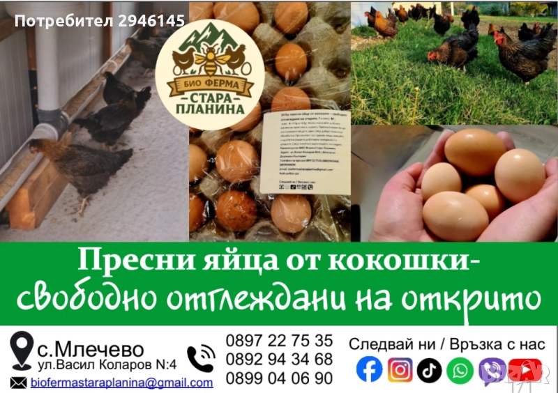 Пресни яйца от кокошки-свободно отглеждани на открито, снимка 1