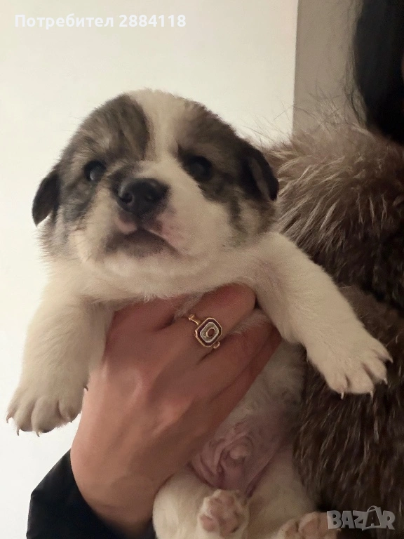 4 бебенца родени на 25.12.2025 търсят грижовни стопани подарявят се само на сериозни грижовни хора м, снимка 1