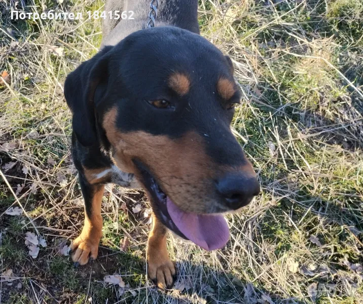 продават се гончета , снимка 1