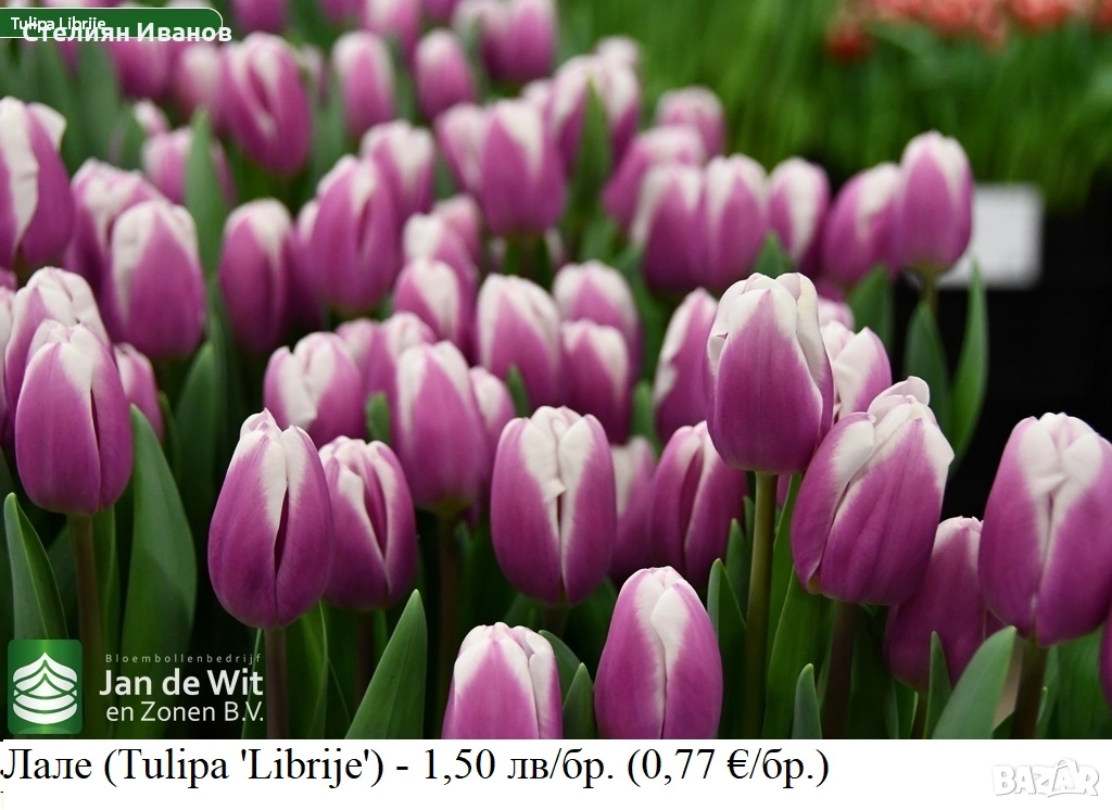 Лале (Tulipa 'Librije') – луковици, снимка 1