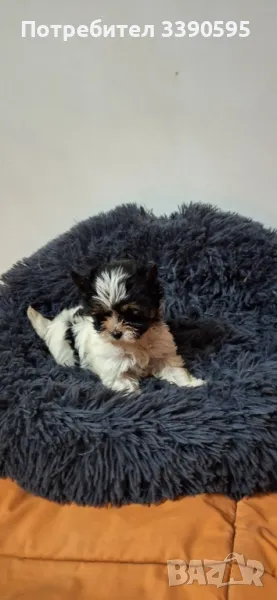 Бивър Йоркширски Териер , снимка 1