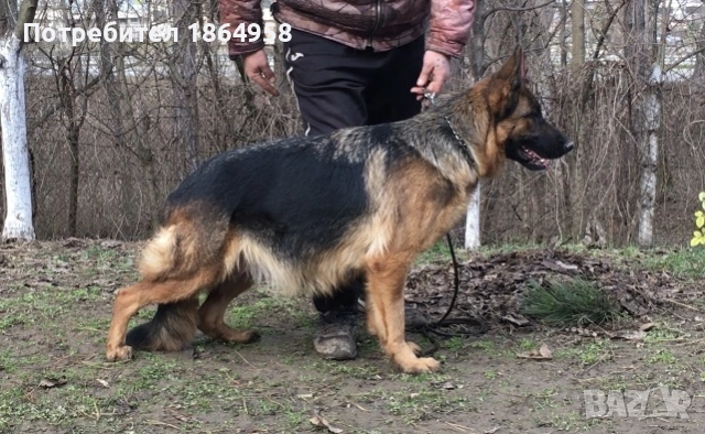  Бебета Немска Овчарка Доставка, снимка 6 - Немска овчарка - 53275025