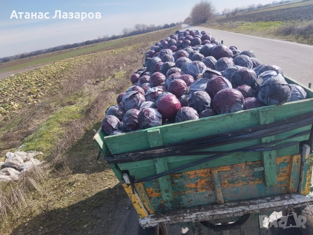 Продавам ЧЕРВЕНО ЗЕЛЕ НА ЕДРО!!!, снимка 3 - Други - 53499847