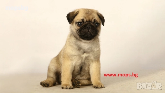 Истински бебета Мопс чистокръвни с родословие, снимка 4 - Мопс - 789749