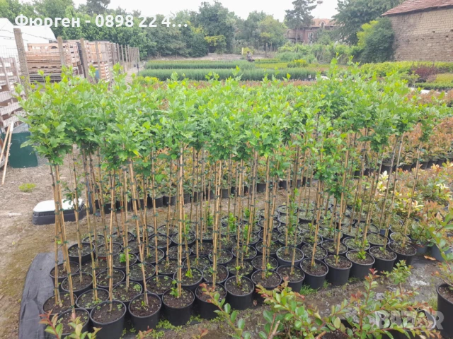 Хибискус Кичест - Щамба, снимка 12 - Разсади - 46653639