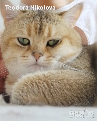 Британска златна чинчила за разплод 