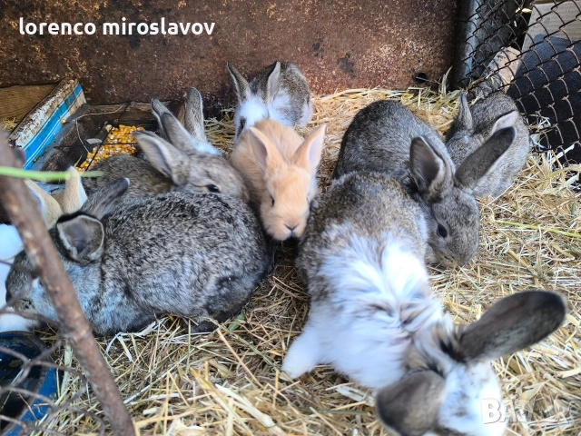 Продавам зайци , снимка 3 - Други - 52790043