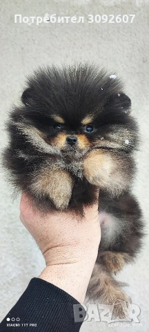 Померанче момче, снимка 5 - Померан - 53193377