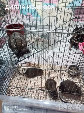 КАТЕРИЧКИ ДЕГУ, снимка 12 - Морски свинчета - 48394568